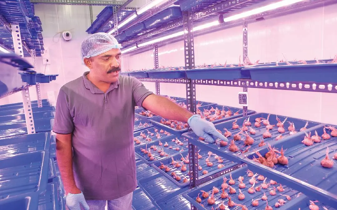 Farmer inspecting saffron corms in indoor growing chamber